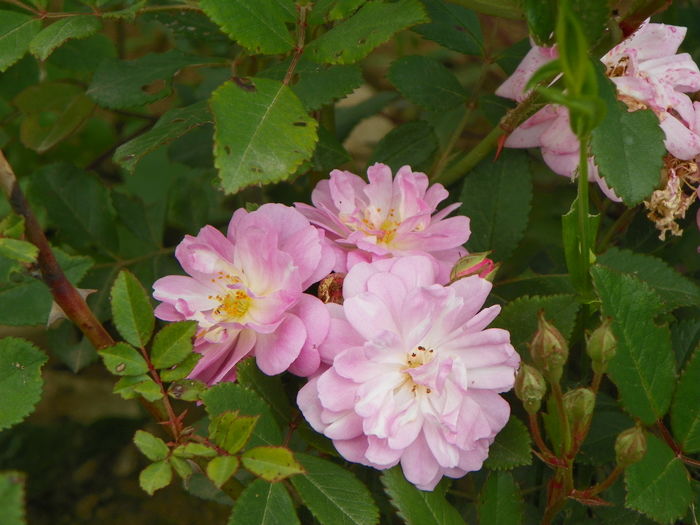 28 iun 006 - Trandafiri 2014