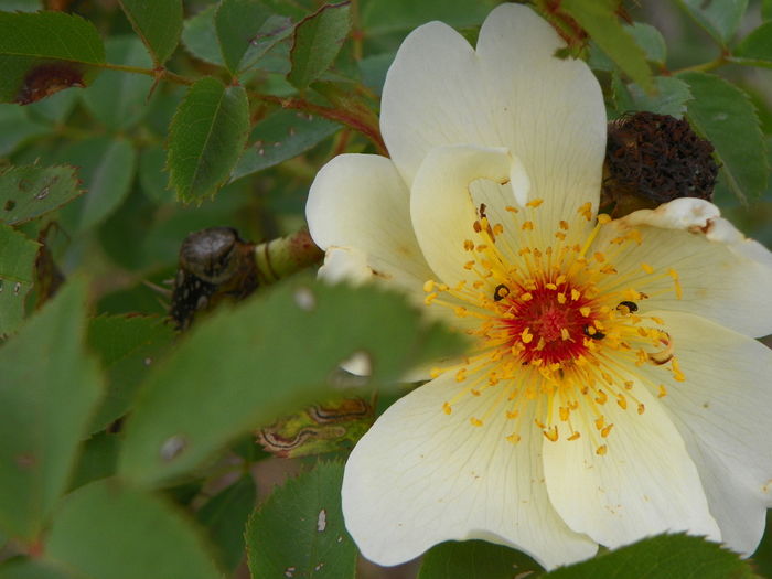 28 iun 007 - Trandafiri 2014