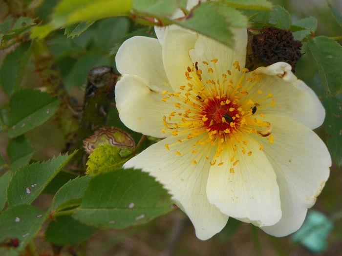 28 iun 008 - Trandafiri 2014