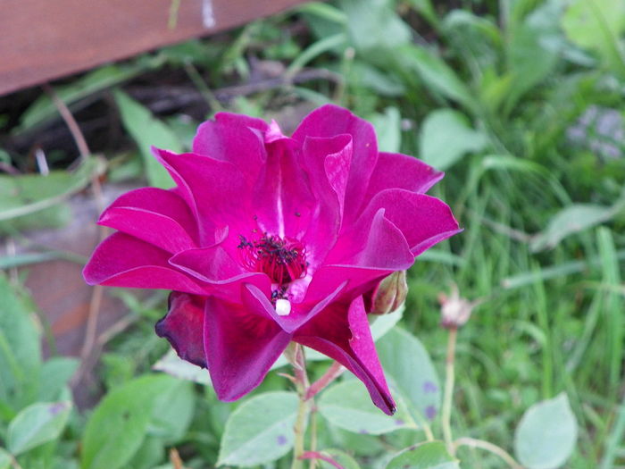 28 iun 010 - Trandafiri 2014