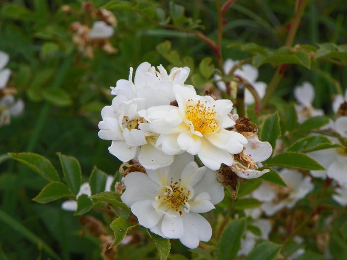 28 iun 012 - Trandafiri 2014