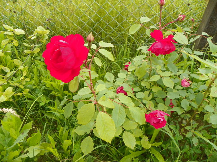 28 iun 013 - Trandafiri 2014