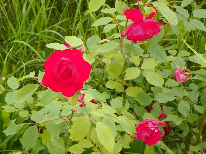 28 iun 015 - Trandafiri 2014