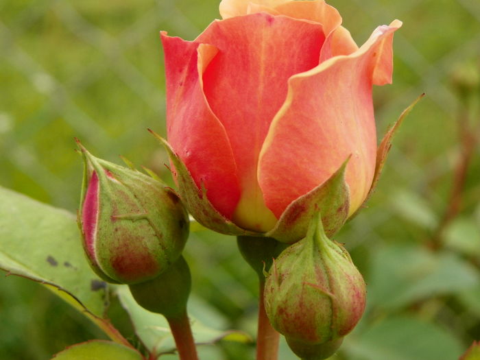 28 iun 017 - Trandafiri 2014