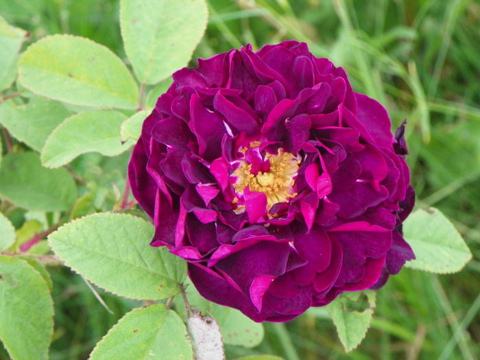 28 iun 019 - Trandafiri 2014