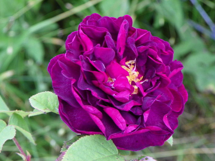 28 iun 020 - Trandafiri 2014