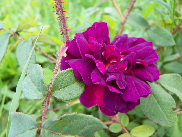 28 iun 134 - Trandafiri 2014