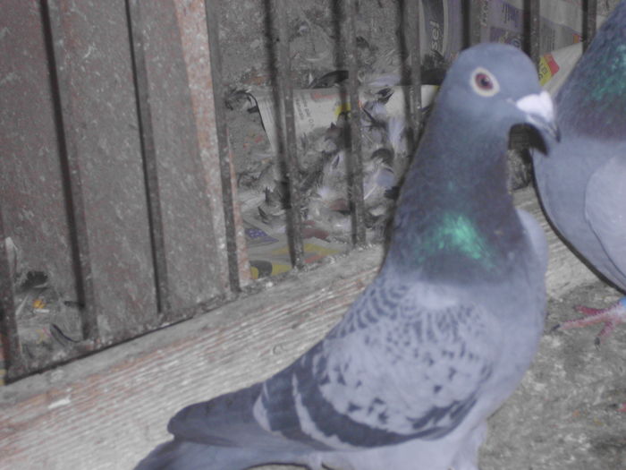 IMG_1279; M2015 ochi alb  e un pic pe fumuriu
