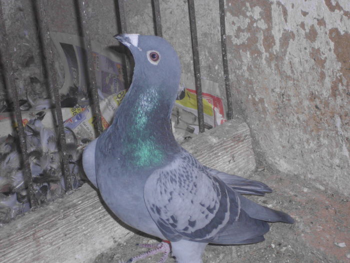 IMG_1278; acelasi 2015 M
