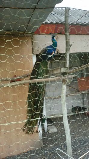29.02.2016 - PAUNI SPALDING