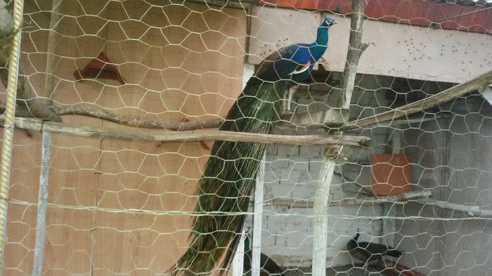 29.02.2016 - PAUNI SPALDING