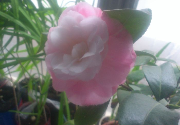 cam29feb2016 - Camellia