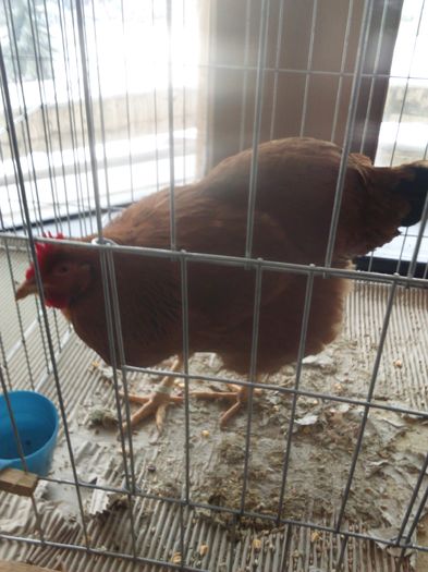 DSC_0563 - Expo Miercurea Ciuc 2016