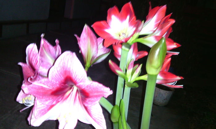 IMG_20160229_204241[1] - Amarilisii mei
