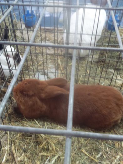 DSC_0463 - Expo Miercurea Ciuc 2016