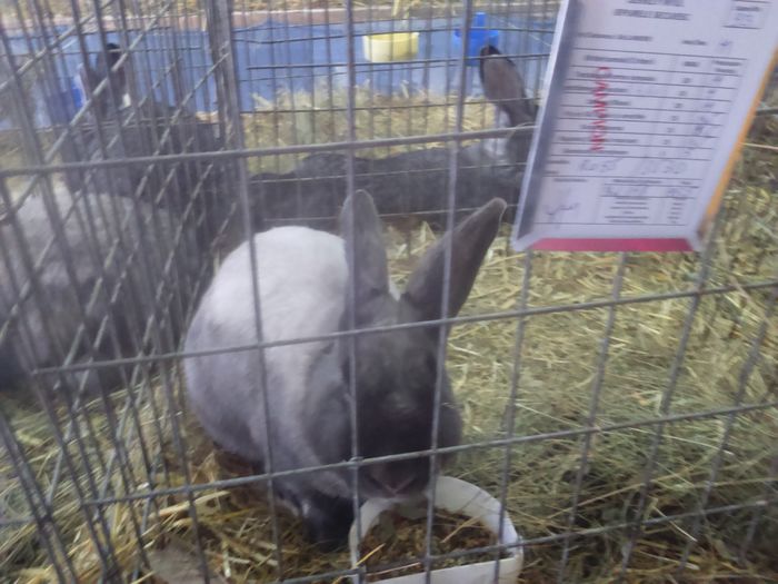 DSC_0443 - Expo Miercurea Ciuc 2016