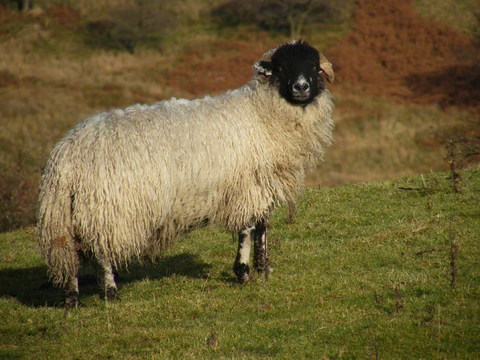 Oita din rasa Dalesbred-89