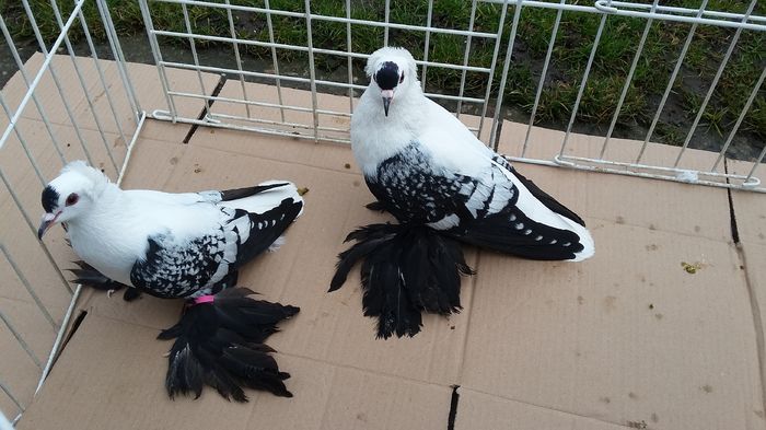 2016-PERECHEA -1- roz