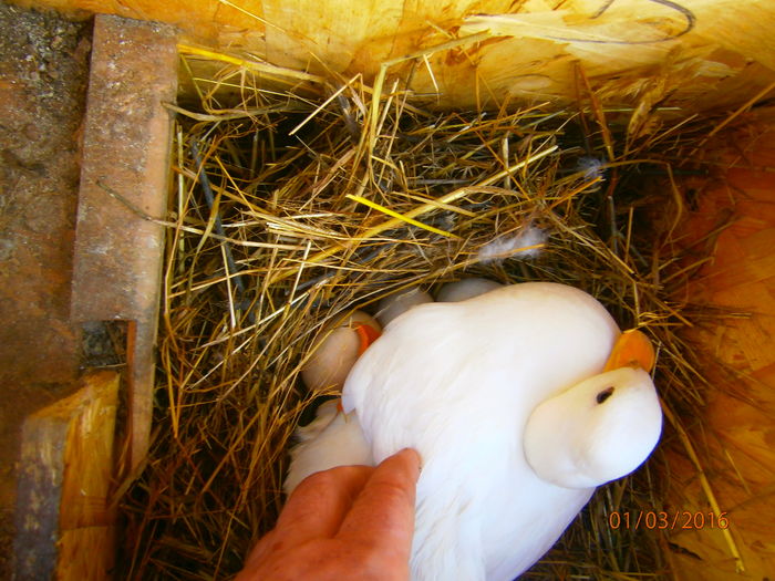 pitica nr 1 veterana