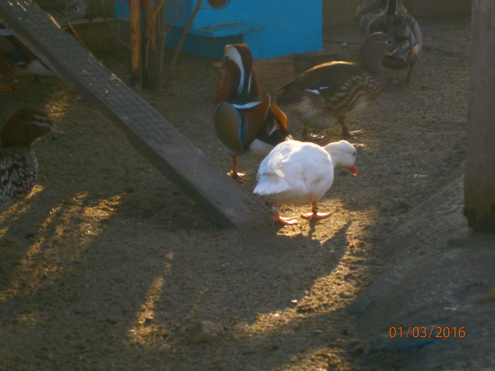 SUNT SI EU PE AICI :) :)