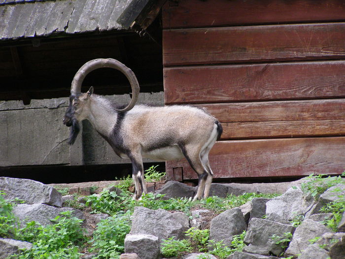 Stramosul Alpinelor , Toggenburg si Saanen , Oberhasli