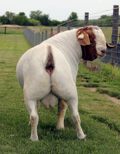 Tap Boer foarte frumos si gras