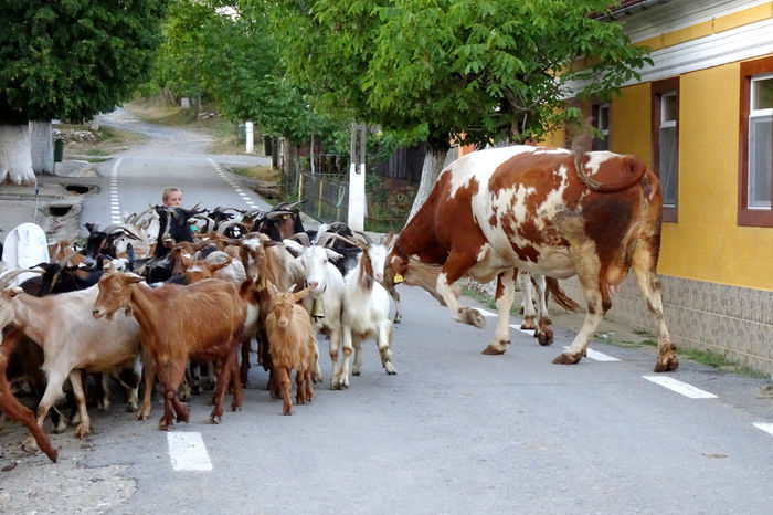 Vaca nervoasa-546