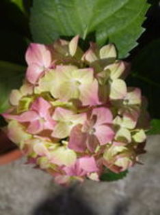 hortensia