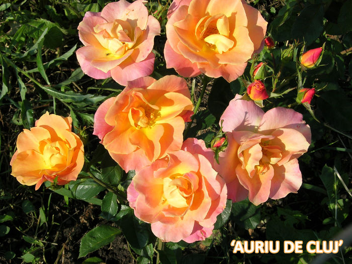 Auriu-de-Cluj rosafruct - Achizitii trandafiri 2016