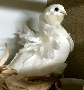 image - 24_PESCARUSI CHINEZI TALIA MARE MATCA-2021