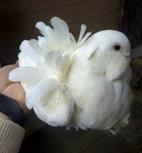 image - 24_PESCARUSI CHINEZI TALIA MARE MATCA-2021