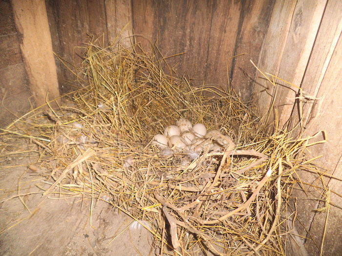 DSCF6864 - pasari de rasa-ratele melel lesesti