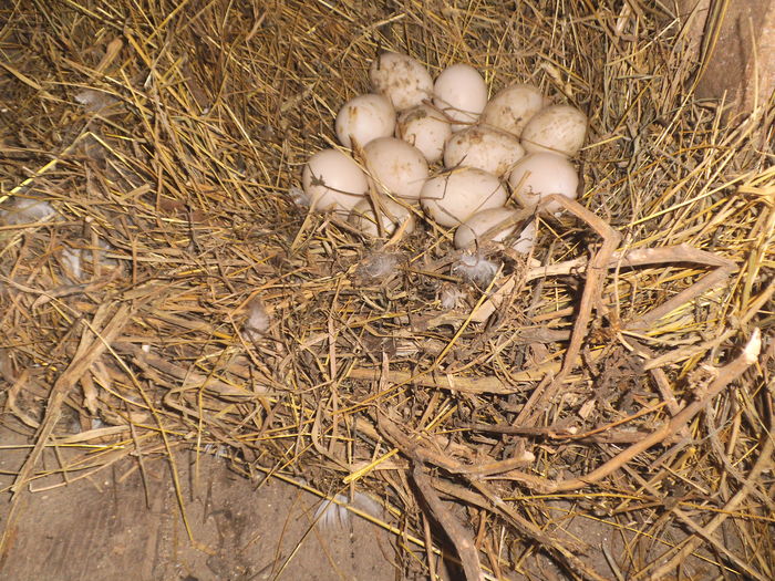 DSCF6863 - pasari de rasa-ratele melel lesesti