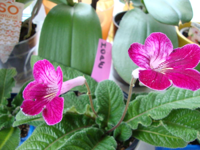 DSC08775 - Streptocarpus 2016