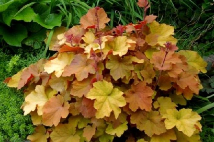 Caramel-Heuchera - Hosta si Heuchere-achizitii