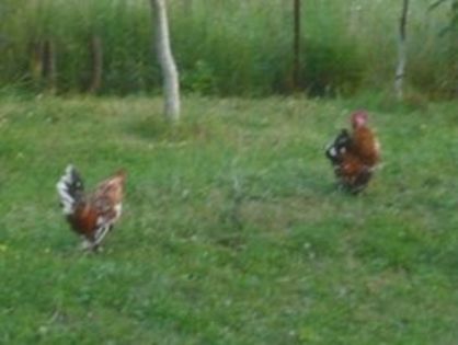 10635924_328866697311618_8119675102498739963_n