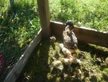 1555279_328870790644542_4210954636140189393_n