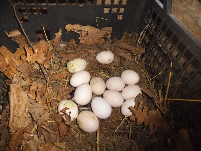 11150319_349323838599237_1984989622273533410_n