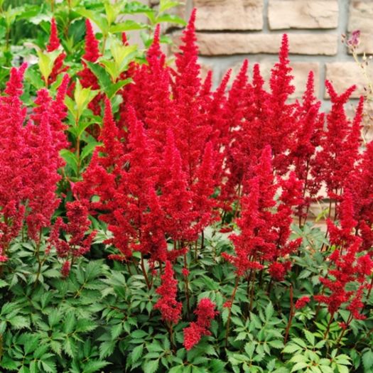 Astilbe_Red___