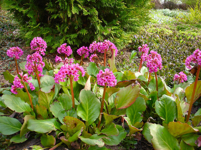 bergenia cardifolia