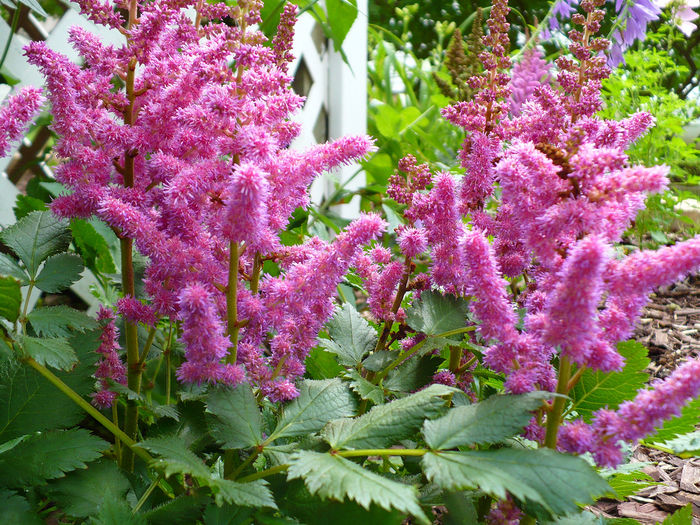 astilbe-vision-in-pink - PERENE - achizitii