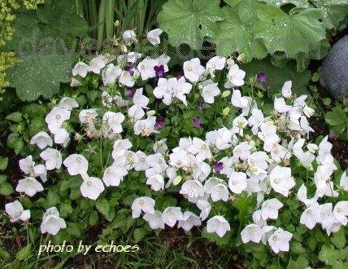 campanula white