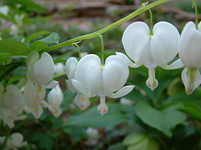 dicentra-spectabilis2