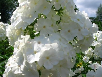 phlox-paniculata-david-