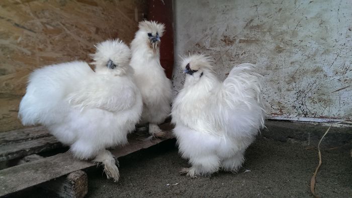 IMAG1363 - X Matase japoneza alba 2016 M3