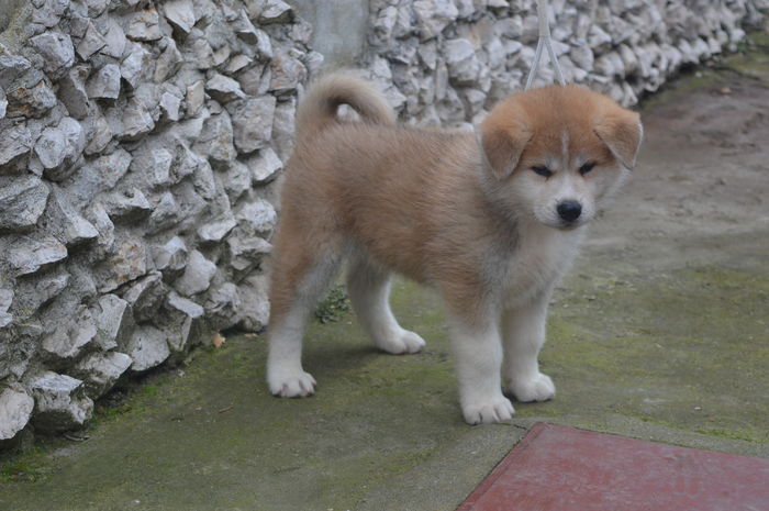 DSC_0246 - De vanzare catei Akita Inu