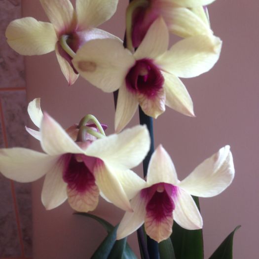 Dendrobium phalaenopsis Banana Chocolate