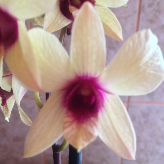 Dendrobium phalaenopsis Banana Chocolate