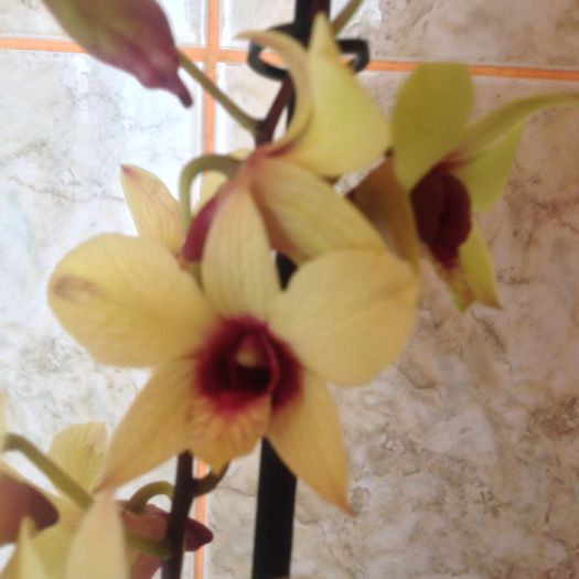 Dendrobium phalaenopsis Banana