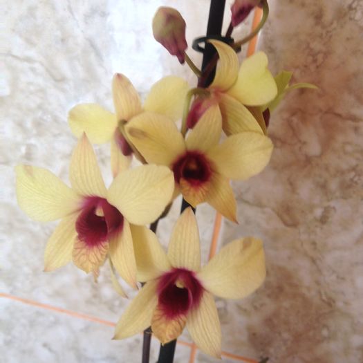 Dendrobium phalaenopsis Banana